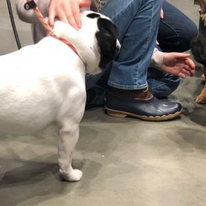 Meet your Posher, Troy